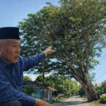 Pemda Parimo Segera Selamatkan 2 Rumah Warga di Sienjo dari Ancaman Pohon Tumbang