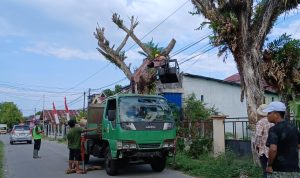 SDM Minim, DLH Parimo Prioritaskan Penanganan Pohon Berisiko SDM Minim, DLH Parimo Prioritaskan Penanganan Pohon Berisiko