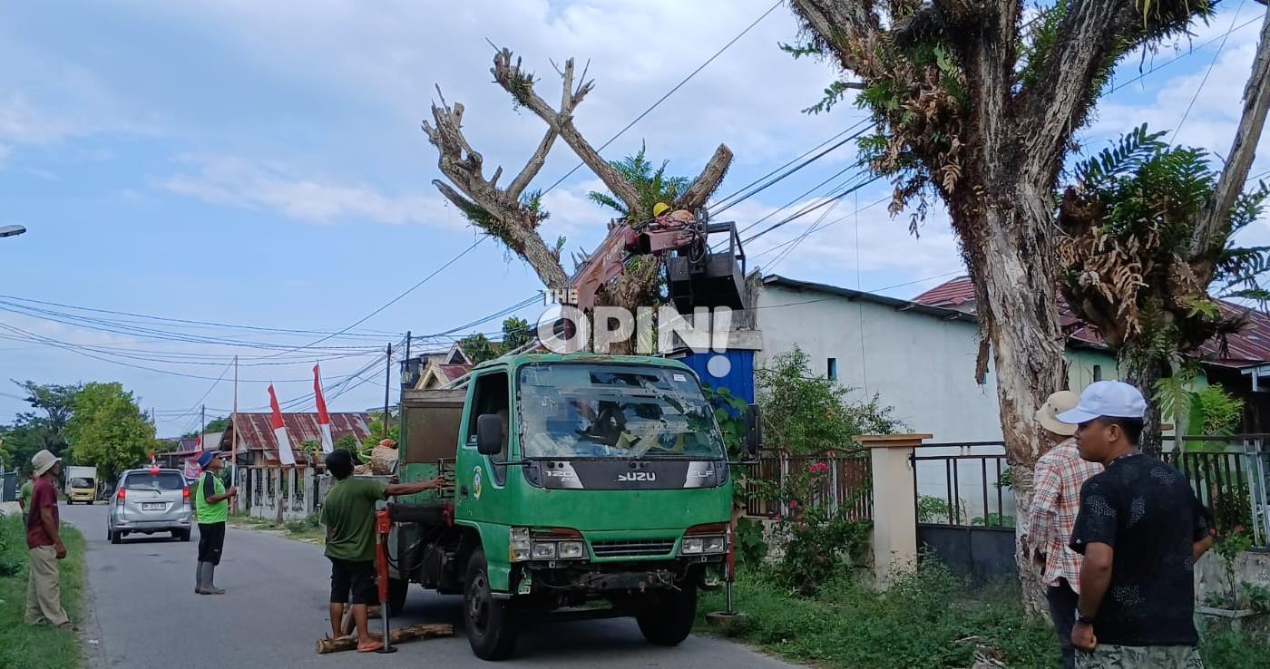 SDM Minim, DLH Parimo Prioritaskan Penanganan Pohon Berisiko