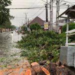 Pohon Tumbang di Jalan Sam Ratulangi Sempat Ganggu Akses Warga