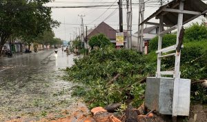 Pohon Tumbang di Jalan Sam Ratulangi Sempat Ganggu Akses Warga Pohon Tumbang di Jalan Sam Ratulangi Sempat Ganggu Akses Warga