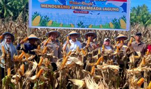 Pemda Parimo Fokus Benahi Kualitas Jagung, Gudang dan Dryer Segera Disiapkan