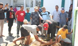 Longki Djanggola Salurkan 35 Ekor Sapi Kurban untuk Masyarakat Sulawesi Tengah Longki Djanggola Salurkan 35 Ekor Sapi Kurban untuk Masyarakat Sulawesi Tengah