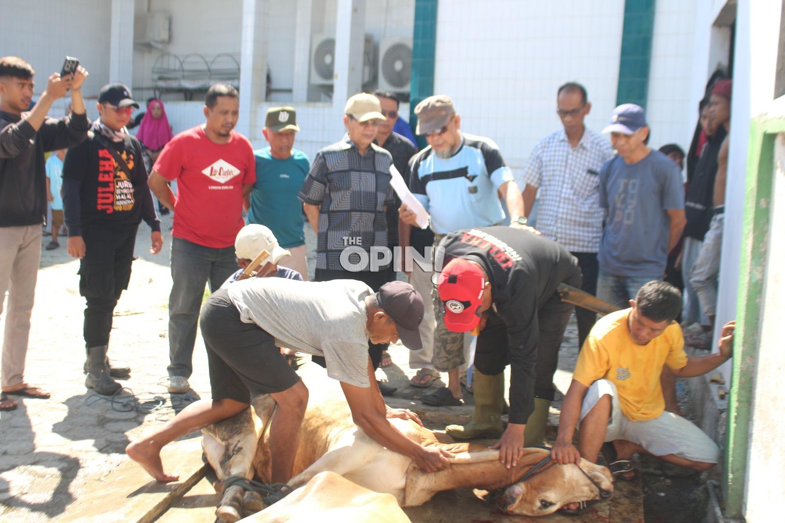 Longki Djanggola Salurkan 35 Ekor Sapi Kurban untuk Masyarakat Sulawesi Tengah