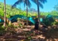 22 Excavator Diamankan di Buol, Polda Sulteng Telusuri Keterkaitannya dengan Dugaan PETI