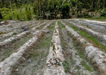 Kekeringan Melanda Tiga Desa di Parimo, 235 Hektare Pertanian dan Perkebunan Terancam
