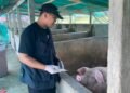 ASF Terdeteksi di Mepanga, Peternak Diminta Perketat Biosekuriti