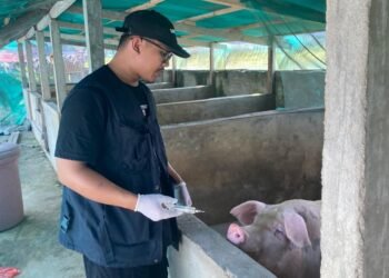 ASF Terdeteksi di Mepanga, Peternak Diminta Perketat Biosekuriti