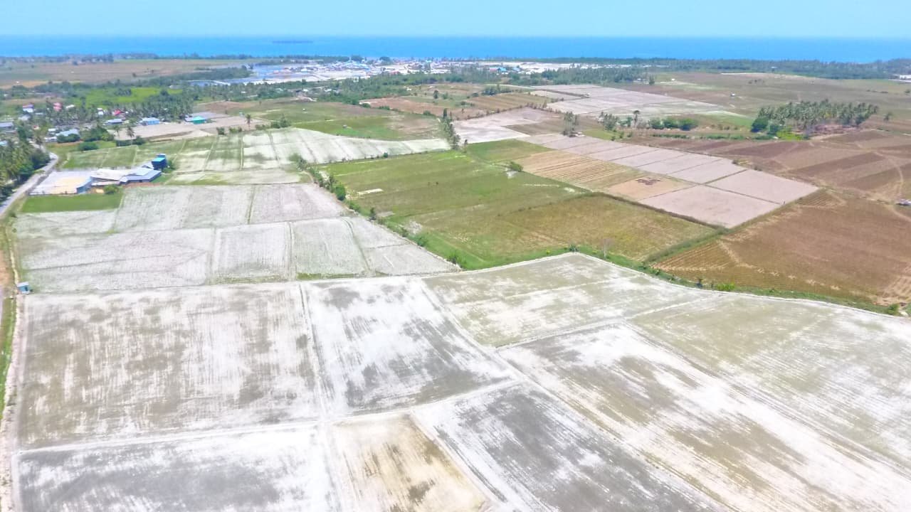 Kekeringan Landa 9 Desa di Parimo, 1.400 Hektare Lahan Terdampak