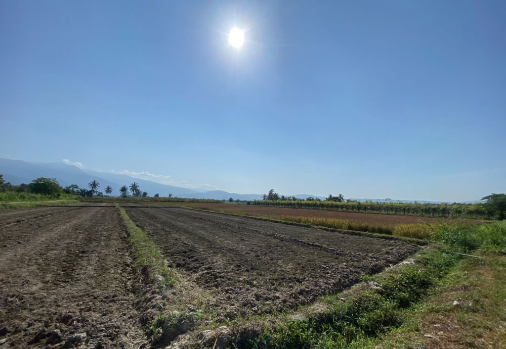 Kemarau Panjang Ancam Lahan Pertanian, Dinas TPHP Parimo Kejar Bantuan Pompa dan Sumur