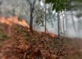 Kebakaran Lahan di Sausu Hanguskan Sekitar 3,5 Hektare, Satu Titik Masih Berasap