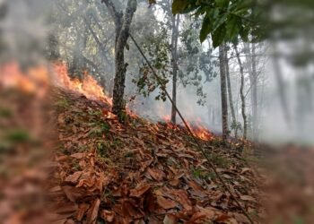 Kebakaran Lahan di Sausu Hanguskan Sekitar 3,5 Hektare, Satu Titik Masih Berasap