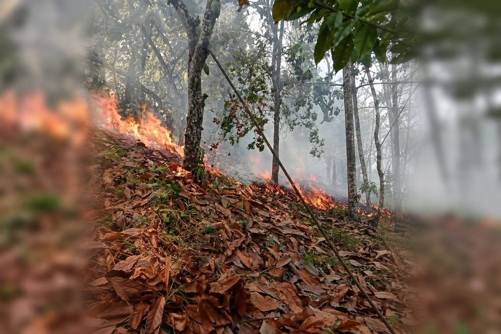 Kebakaran Lahan di Sausu Hanguskan Sekitar 3,5 Hektare, Satu Titik Masih Berasap