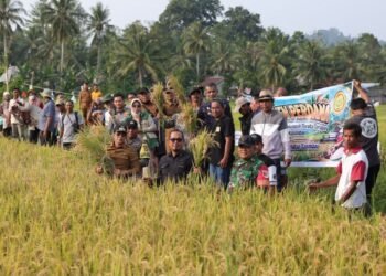 Bupati Parimo Panen Perdana Program Cetak Sawah di Toriapes Kasimbar